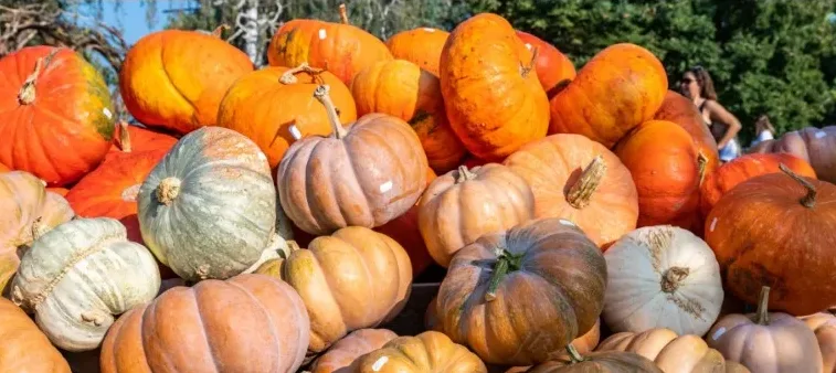 Cover photos for Facebook fall