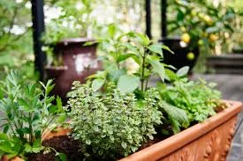 Why Garden Containers Are the Secret to a Thriving Herb Garden